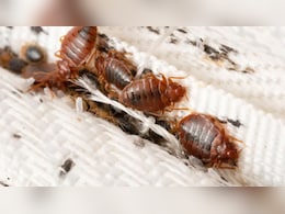 क्या बिस्तर पर बेकिंग सोडा छिड़कने से खटमल मर जाते हैं? जानें गद्दे में खटमल हो जाएं तो क्या करें क्या बिस्तर पर बेकिंग सोडा छिड़कने से खटमल मर जाते हैं? जानें गद्दे में खटमल हो जाएं तो क्या करें