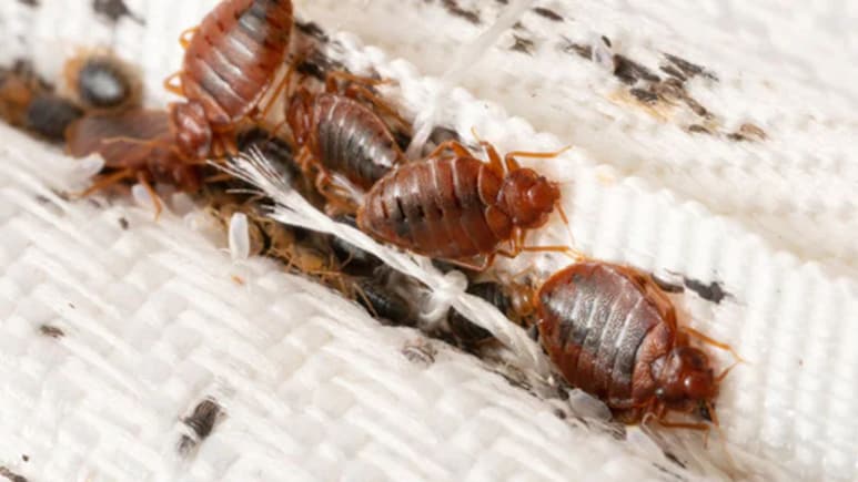 क्या बिस्तर पर बेकिंग सोडा छिड़कने से खटमल मर जाते हैं? जानें गद्दे में खटमल हो जाएं तो क्या करें क्या बिस्तर पर बेकिंग सोडा छिड़कने से खटमल मर जाते हैं? जानें गद्दे में खटमल हो जाएं तो क्या करें