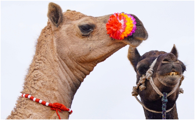 पुष्कर मेला: 1 करोड़ के भैंसे-घोड़े, ₹10000 में बिक रहे ऊंट; 'रेगिस्तान के जहाज' के भविष्य पर संकट