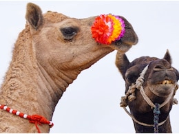 पुष्कर मेला: 1 करोड़ के भैंसे-घोड़े, ₹10000 में बिक रहे ऊंट; 'रेगिस्तान के जहाज' के भविष्य पर संकट