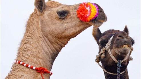 पुष्कर मेला: 1 करोड़ के भैंसे-घोड़े, ₹10000 में बिक रहे ऊंट; 'रेगिस्तान के जहाज' के भविष्य पर संकट