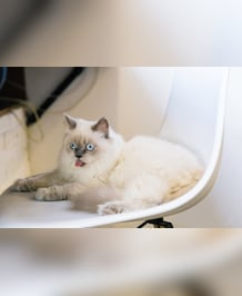The World's Most Popular Cat Breed