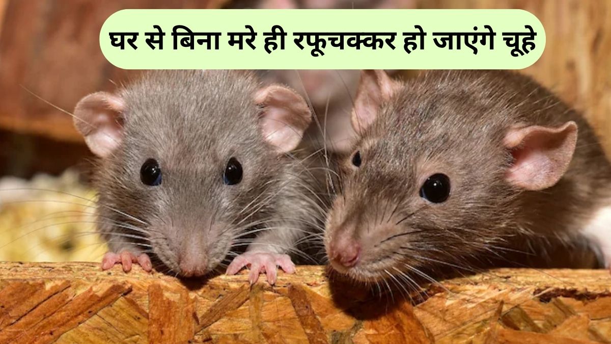 घर से चूहों को भगाने का आसान तरीका, 1 बिस्किट भी करेगा काम, बस इस तरह करें इस्तेमाल