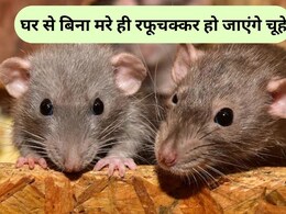 मिल गया घर से चूहे भगाने का चमत्कारी नुस्खा, बस किचन में मौजूद 3 चीजें करेंगी कमाल, दोबारा पास भी नहीं भटकेंगे