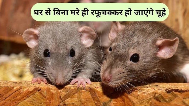 मिल गया घर से चूहे भगाने का चमत्कारी नुस्खा, बस किचन में मौजूद 3 चीजें करेंगी कमाल, दोबारा पास भी नहीं भटकेंगे