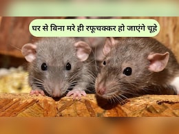 घर से चूहों को भगाने का आसान तरीका, 1 बिस्किट भी करेगा काम, बस इस तरह करें इस्तेमाल घर से चूहों को भगाने का आसान तरीका, 1 बिस्किट भी करेगा काम, बस इस तरह करें इस्तेमाल