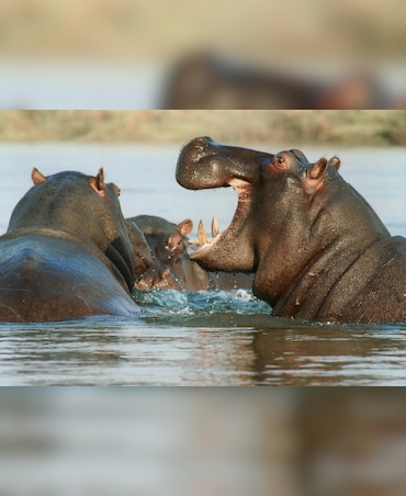 Can Hippos Breathe Under Water