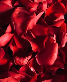 Seven Brilliant Ways To Use Rose Petals