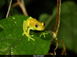 Chinese Woman Swallows 8 Live Frogs To Treat Lower Back Pain. This Happens Next Chinese Woman Swallows 8 Live Frogs To Treat Lower Back Pain. This Happens Next