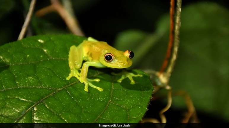 Chinese Woman Swallows 8 Live Frogs To Treat Lower Back Pain. This Happens Next Chinese Woman Swallows 8 Live Frogs To Treat Lower Back Pain. This Happens Next