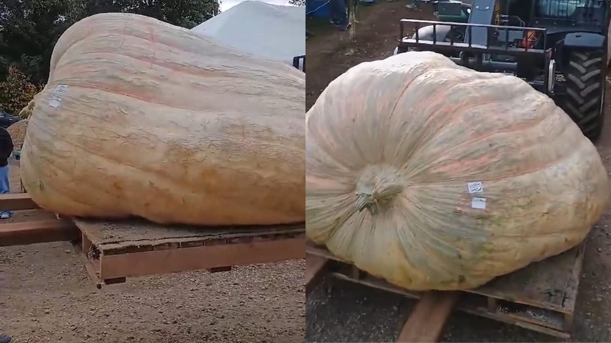 Largest And Heaviest Pumpkin Weighing 1,278 Kg Makes It To Guinness World Records
