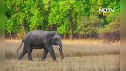 Omkar Elephant: 'ओंकार'हत्तीचा हैदोस! आता हत्तीला पकडण्यासाठी कुमकी हत्ती मैदानात, पण...