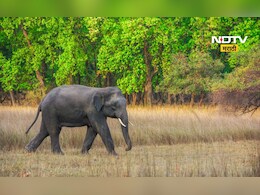Omkar Elephant: 'ओंकार'हत्तीचा हैदोस! आता हत्तीला पकडण्यासाठी कुमकी हत्ती मैदानात, पण...