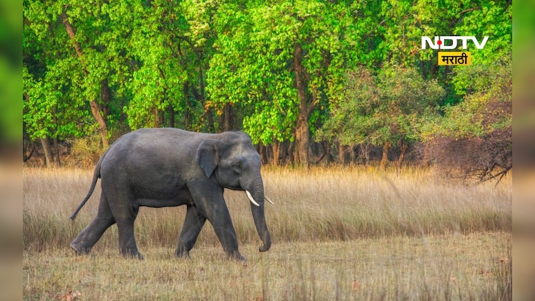 Omkar Elephant: 'ओंकार'हत्तीचा हैदोस! आता हत्तीला पकडण्यासाठी कुमकी हत्ती मैदानात, पण... Omkar Elephant: 'ओंकार'हत्तीचा हैदोस! आता हत्तीला पकडण्यासाठी कुमकी हत्ती मैदानात, पण...
