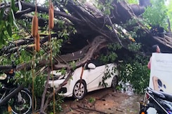 Vehicles Damaged As Trees Fall In Heavy Downpour In Tamil Nadu Vehicles Damaged As Trees Fall In Heavy Downpour In Tamil Nadu