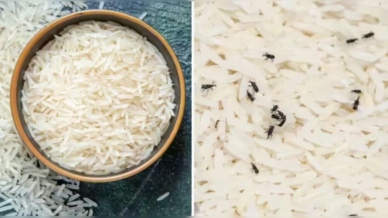 चावल में दोबारा नहीं लगेंगे घुन, बस अपनाकर देखें ये घरेलू नुस्खे, डिब्बे में 2 साल तक रहेंगे फ्रेश