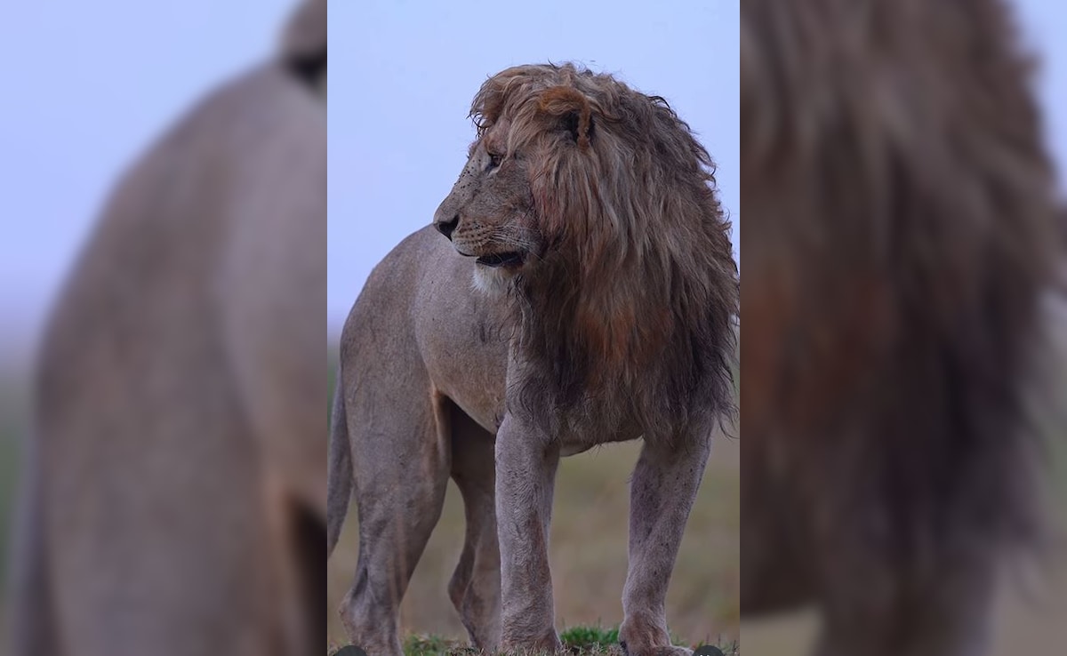 Latest and Breaking News on NDTV