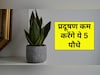 घर में लगाएं ये 5 पौधे, सस्‍ते में साफ होगी हवा, नहीं पड़ेगी महंगे एयर प्यूरीफायर की जरूरत, बचेगा पैसा