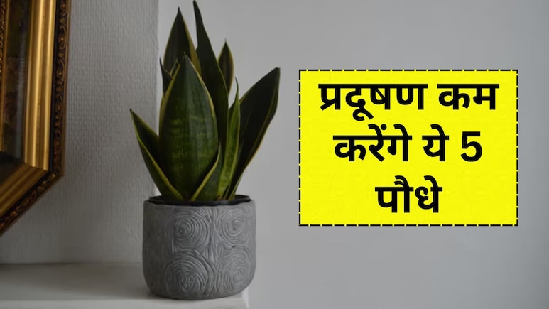 दिवाली के बाद होने वाले पॉल्यूशन से बचने के लिए अभी घर ले आएं ये 5 पौधे, हवा रहेगी शुद्ध