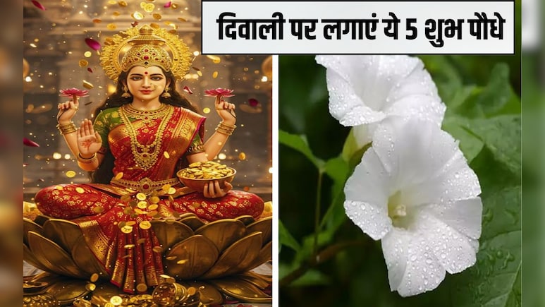 दीपावली के दिन कौन से पौधे लगाने चाहिए? लक्ष्मी प्राप्ति के लिए कौन सा पौधा लगाना चाहिए, जान‍िए यहां