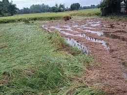 उत्तर प्रदेश में आसमान से बरसी आफत, बेमौसम बरसात से खेतों में खड़ी फसलों को भारी नुकसान उत्तर प्रदेश में आसमान से बरसी आफत, बेमौसम बरसात से खेतों में खड़ी फसलों को भारी नुकसान