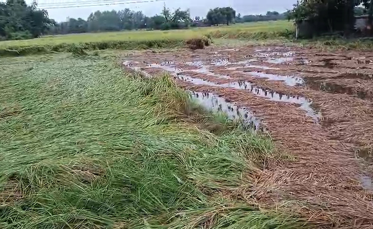 उत्तर प्रदेश में आसमान से बरसी आफत, बेमौसम बरसात से खेतों में खड़ी फसलों को भारी नुकसान