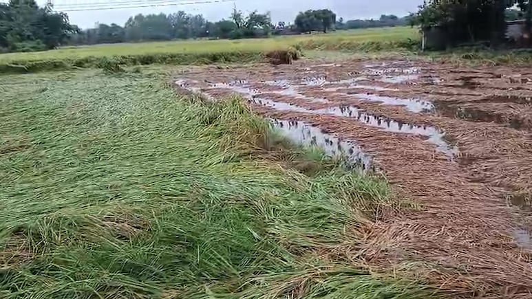 उत्तर प्रदेश में आसमान से बरसी आफत, बेमौसम बरसात से खेतों में खड़ी फसलों को भारी नुकसान उत्तर प्रदेश में आसमान से बरसी आफत, बेमौसम बरसात से खेतों में खड़ी फसलों को भारी नुकसान