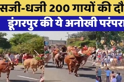 200 गायों के साथ दौड़ते हैं किसान, देखिए ये अनोखी परंपरा 200 गायों के साथ दौड़ते हैं किसान, देखिए ये अनोखी परंपरा