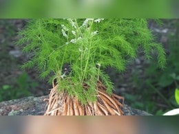 महिलाओं के लिए किसी वरदान से कम नहीं है शतावरी, जानें फायदे महिलाओं के लिए किसी वरदान से कम नहीं है शतावरी, जानें फायदे