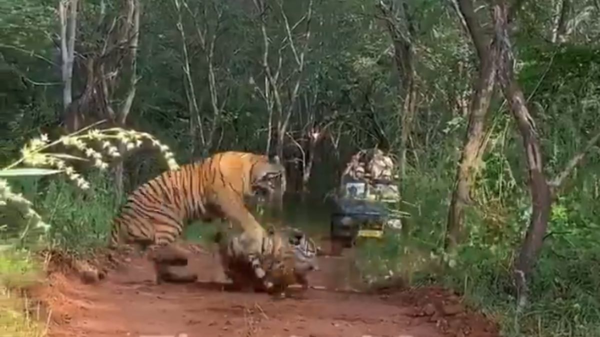 Rare Glimpse From Ranthambore: Mother Tiger Fights Daughter Over Territory