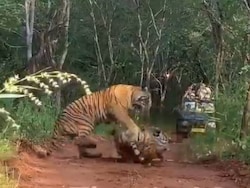 Rare Glimpse From Ranthambore: Mother Tiger Fights Daughter Over Territory
