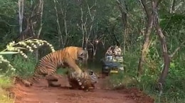 Rare Glimpse From Ranthambore: Mother Tiger Fights Daughter Over Territory