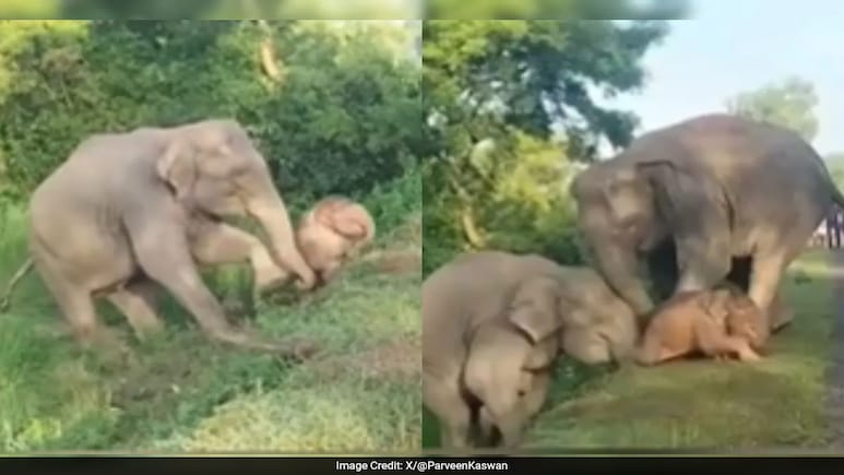 Mother Elephant Helps Stuck Calf, Forest Officer Shares Heartwarming Video Mother Elephant Helps Stuck Calf, Forest Officer Shares Heartwarming Video