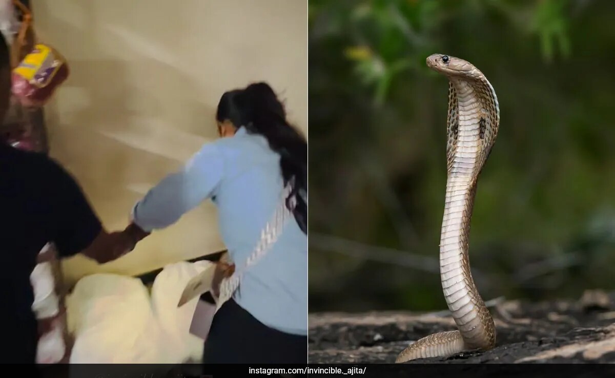 Snake Girl Rescues Cobra, Shares Safety Tips in Viral Video