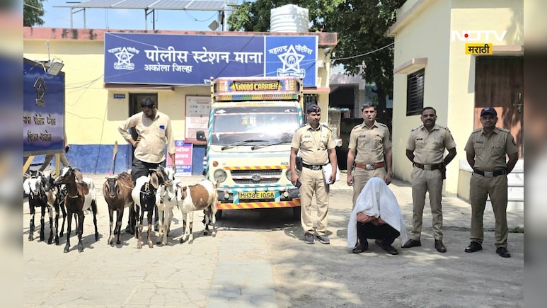 Akola News: बकऱ्या चोरणारा चोर! रहायचा एकीकडे चोरी करायचा दुसरीकडे, 'तो' असं का करायचा?