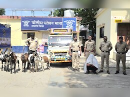 Akola News: बकऱ्या चोरणारा चोर! रहायचा एकीकडे चोरी करायचा दुसरीकडे, 'तो' असं का करायचा? Akola News: बकऱ्या चोरणारा चोर! रहायचा एकीकडे चोरी करायचा दुसरीकडे, 'तो' असं का करायचा?