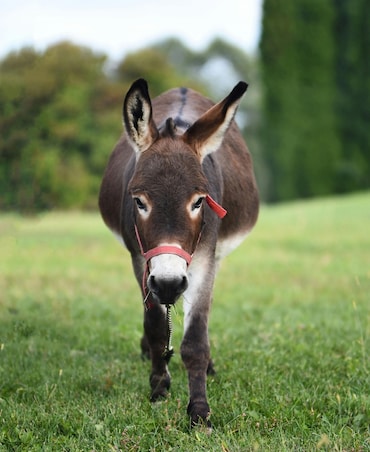 Surprising Facts About Donkeys