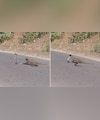सड़क पर फन फैलाए बैठा था काला कोबरा, तभी नेवला मारने वाला था जानलेवा झपट्टा, इससे पहले ही पलट गई बाजी