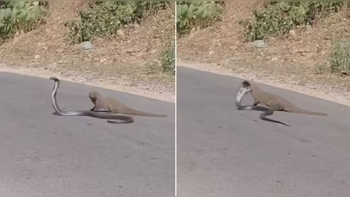 सड़क पर फन फैलाए बैठा था काला कोबरा, तभी नेवला मारने वाला था जानलेवा झपट्टा, इससे पहले ही पलट गई बाजी