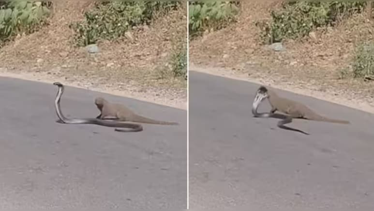 सड़क पर फन फैलाए बैठा था काला कोबरा, तभी नेवला मारने वाला था जानलेवा झपट्टा, इससे पहले ही पलट गई बाजी सड़क पर फन फैलाए बैठा था काला कोबरा, तभी नेवला मारने वाला था जानलेवा झपट्टा, इससे पहले ही पलट गई बाजी