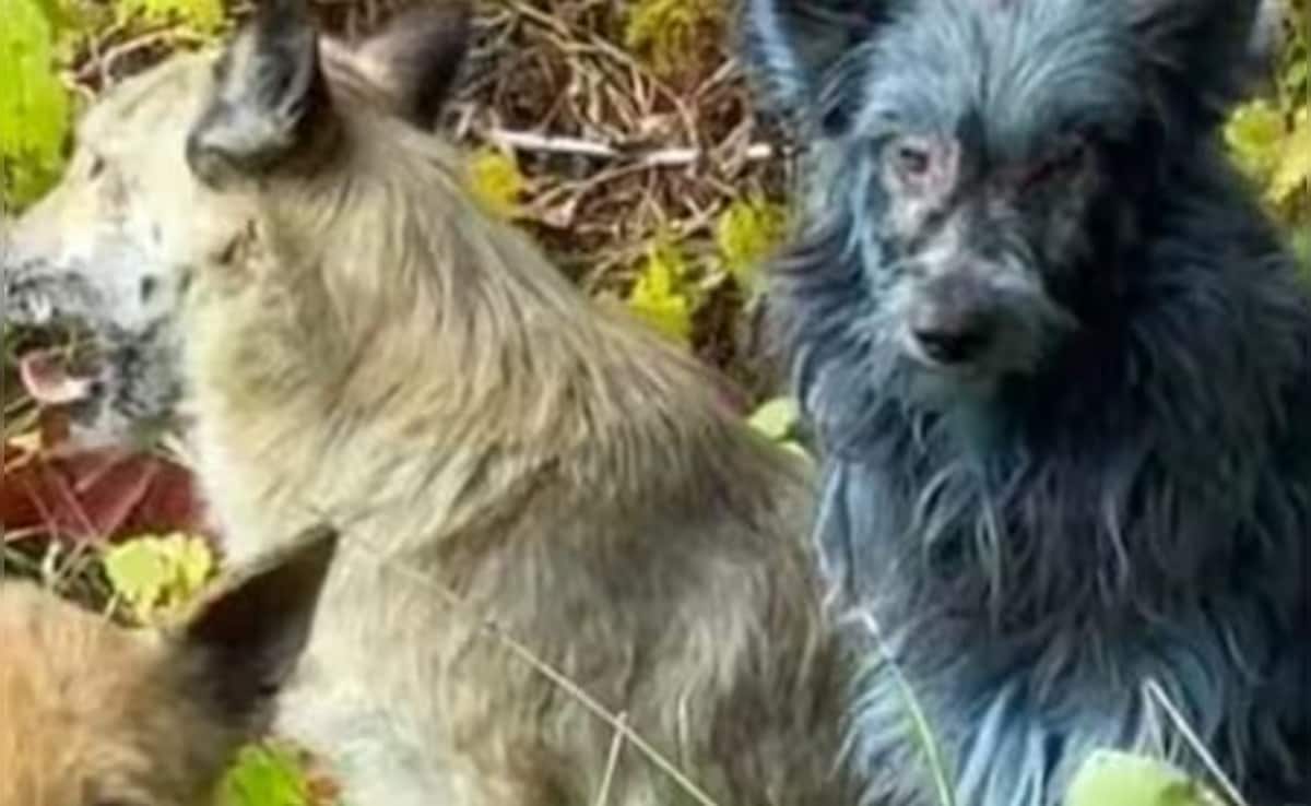 Latest and Breaking News on NDTV Latest and Breaking News on NDTV