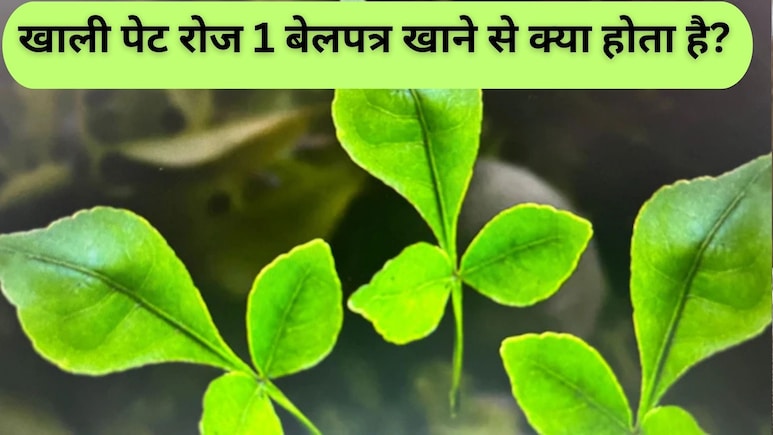 खाली पेट रोज 1 बेलपत्र खाने से क्या होता है? किन लोगों को करना चाहिए इसका सेवन खाली पेट रोज 1 बेलपत्र खाने से क्या होता है? किन लोगों को करना चाहिए इसका सेवन