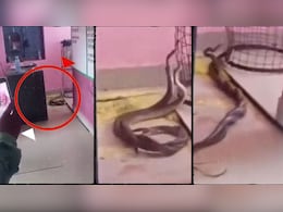 अचानक क्लास में आ धमका नाग-नागिन का जोड़ा, करने लगा रोमांस और फिर लिपट-लिपटकर...