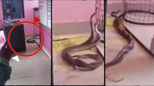 अचानक क्लास में आ धमका नाग-नागिन का जोड़ा, करने लगा रोमांस और फिर लिपट-लिपटकर...