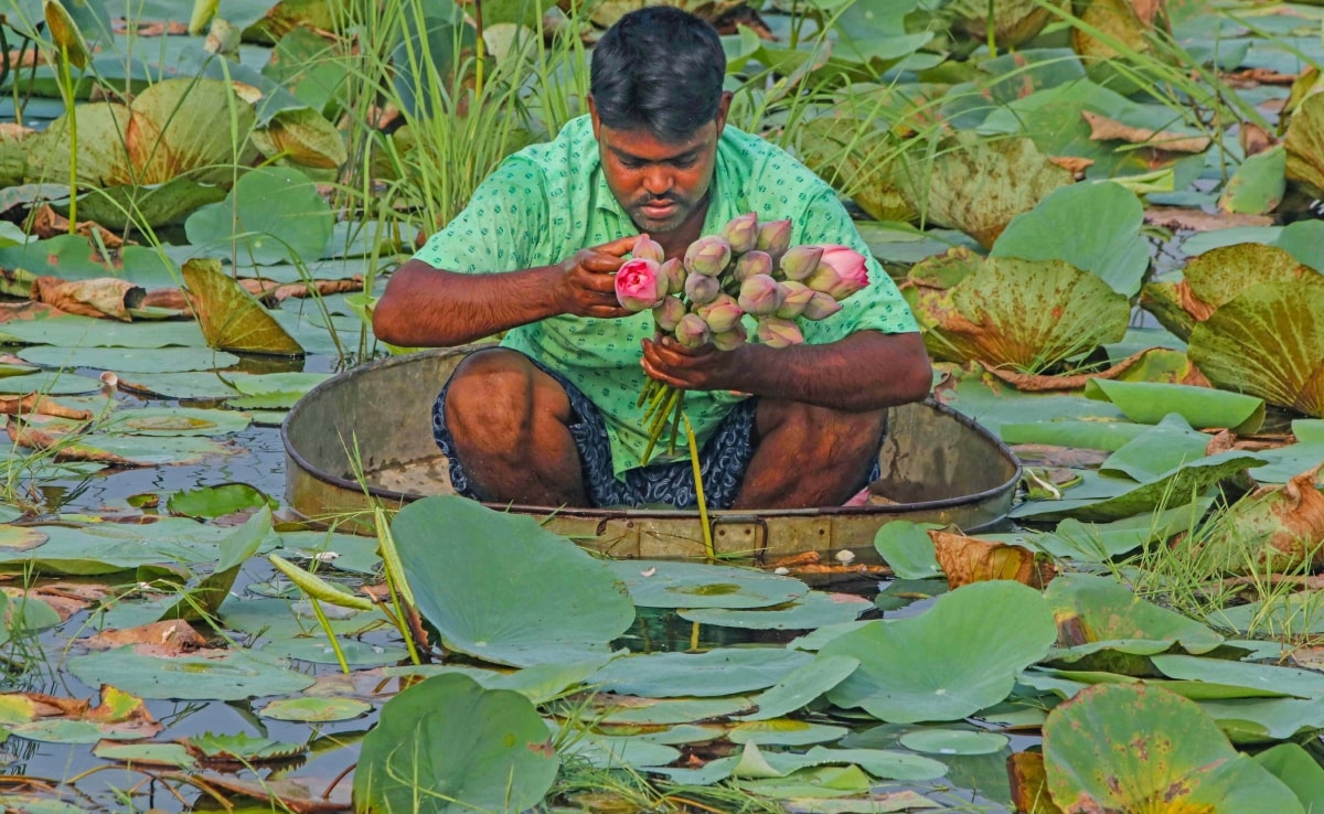 लक्ष्मी गणेश की पूजा के लिए कमल के फूल का भी इस्तेमाल किया जाता है. लक्ष्मी गणेश की पूजा के लिए कमल के फूल का भी इस्तेमाल किया जाता है.