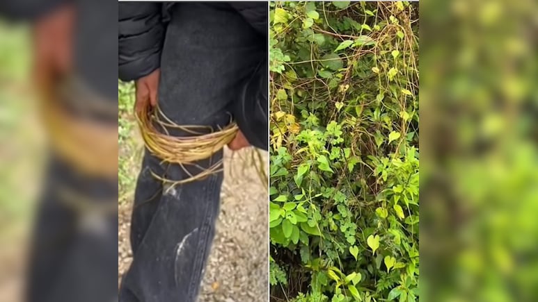 शरीर के सारे दर्द सोख लेती है ये औषधि, इस्तेमाल करना भी है आसान शरीर के सारे दर्द सोख लेती है ये औषधि, इस्तेमाल करना भी है आसान
