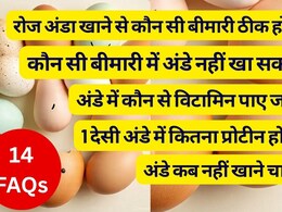 क्या अंडे 100% शाकाहारी होते हैं, अंडे कब नहीं खाने चाहिए, 1 अंडे में कितना प्रोटीन होता है, अंडे में कौन से विटामिन पाए जाते हैं? | 14 FAQs क्या अंडे 100% शाकाहारी होते हैं, अंडे कब नहीं खाने चाहिए, 1 अंडे में कितना प्रोटीन होता है, अंडे में कौन से विटामिन पाए जाते हैं? | 14 FAQs