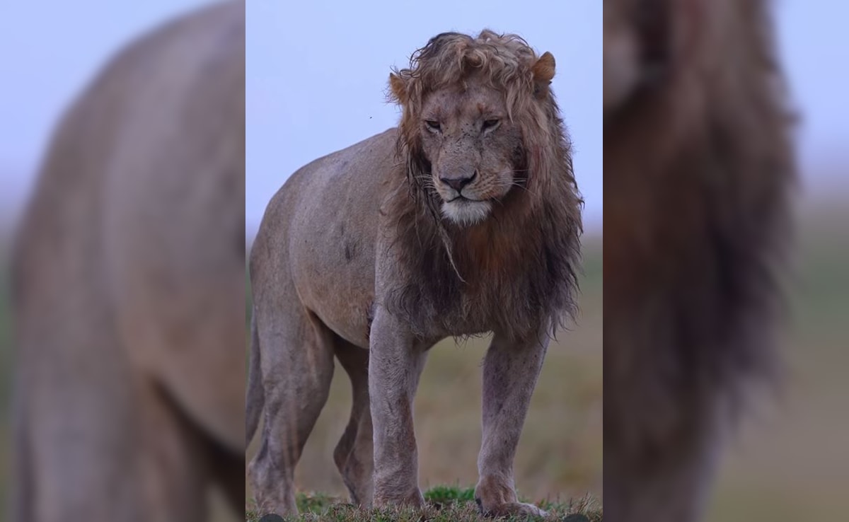 Latest and Breaking News on NDTV