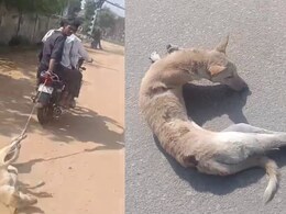कुत्ते के साथ ऐसी दरिंदगी, वीडियो देख आपको भी आएगा गुस्सा, जान बचाने वाले शख्स को करेंगे सैल्यूट कुत्ते के साथ ऐसी दरिंदगी, वीडियो देख आपको भी आएगा गुस्सा, जान बचाने वाले शख्स को करेंगे सैल्यूट