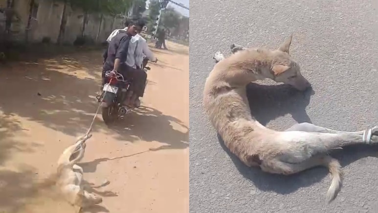 कुत्ते के साथ ऐसी दरिंदगी, वीडियो देख आपको भी आएगा गुस्सा, जान बचाने वाले शख्स को करेंगे सैल्यूट कुत्ते के साथ ऐसी दरिंदगी, वीडियो देख आपको भी आएगा गुस्सा, जान बचाने वाले शख्स को करेंगे सैल्यूट